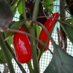 Photo by The Chilli Diaries (@ChilliDiaries)