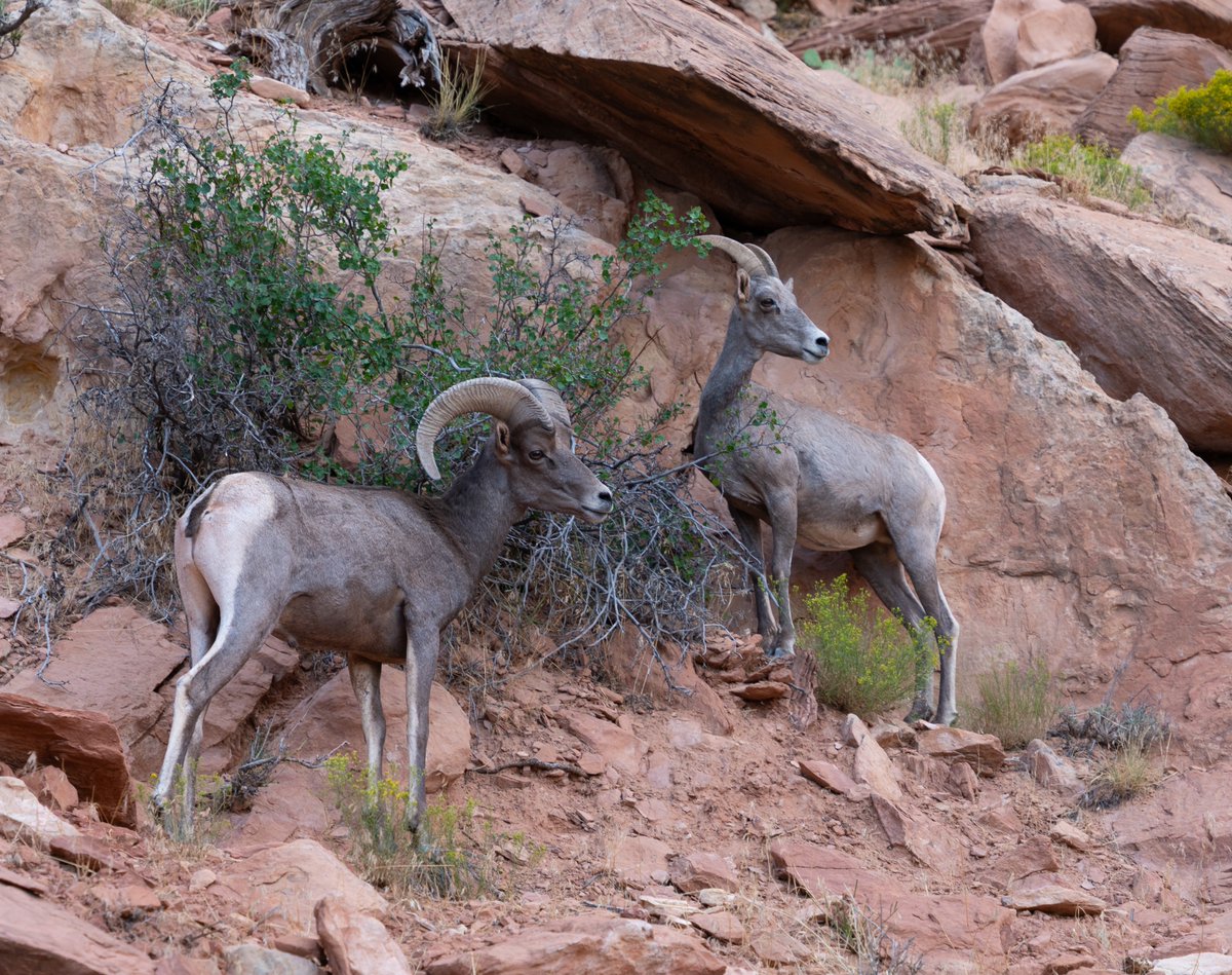 Russell Danielson tweet media