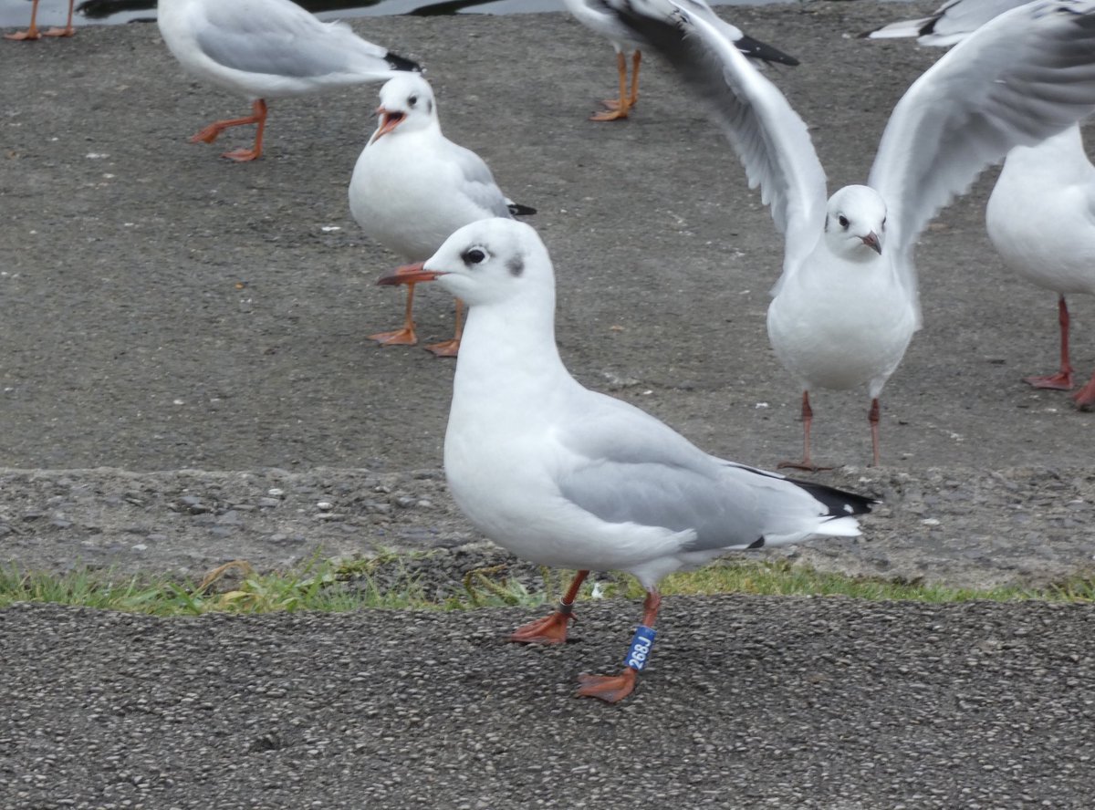 Calybites's tweet photo. I have now been tracking the colour-ringed Yorkshire Black-headed Gulls for 7 months and today found my 60th British-ringed bird.
BHG 268J has returned to Otley where it seemingly over-wintered last year (but left in January before I started looking).
#NWBHGs #VC65 #ridibundus https://t.co/U2hd2jNOz2