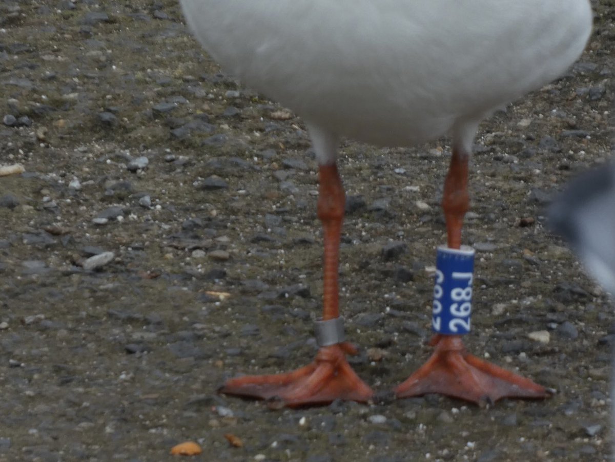 Calybites's tweet photo. I have now been tracking the colour-ringed Yorkshire Black-headed Gulls for 7 months and today found my 60th British-ringed bird.
BHG 268J has returned to Otley where it seemingly over-wintered last year (but left in January before I started looking).
#NWBHGs #VC65 #ridibundus https://t.co/U2hd2jNOz2