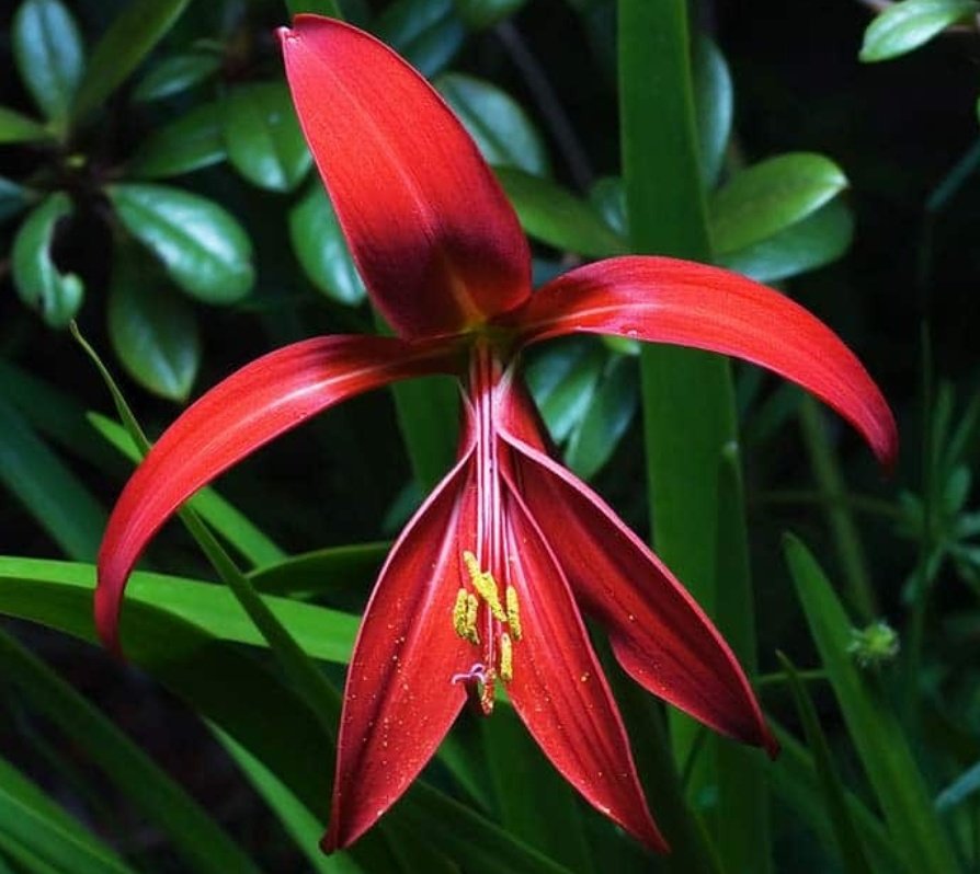 La flor de lis significa la pureza, la luz, la nobleza, la generosidad, el honor y el sentido de la perfección. De ahí que a lo largo de la historia se haya utilizado como símbolo de protección e invocación por diferentes culturas, religiones y creencias