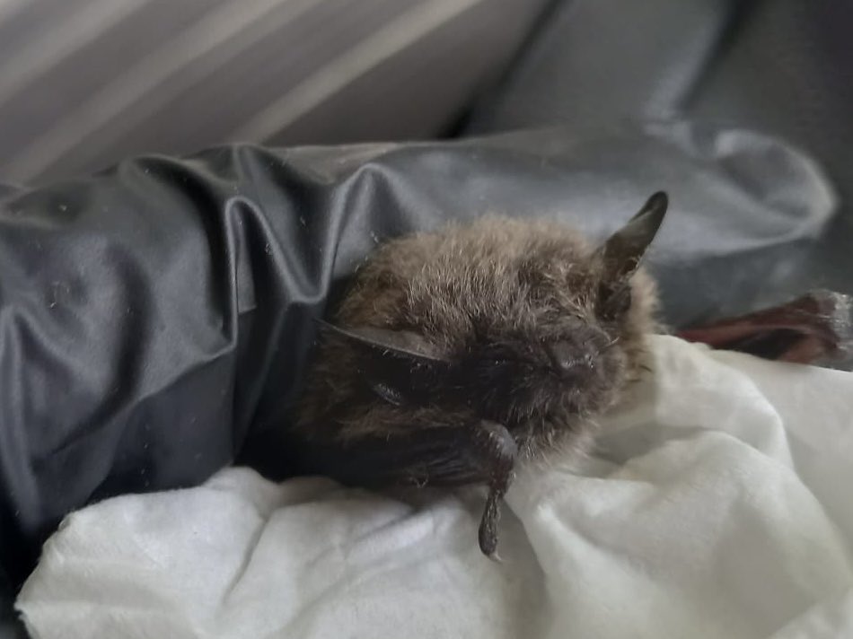 Notts Bat Group tweet media