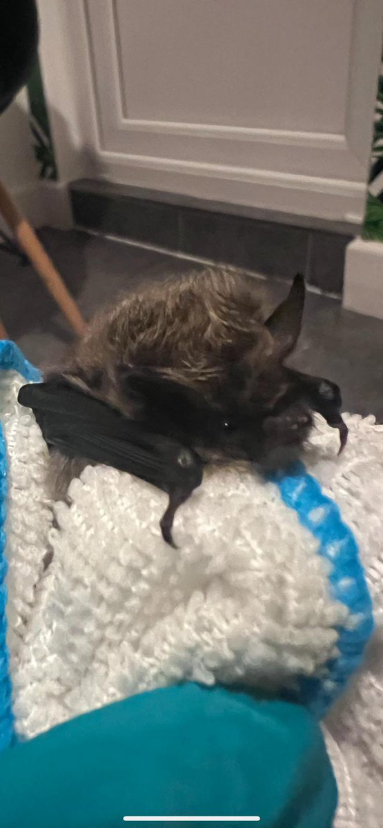 Notts Bat Group tweet media