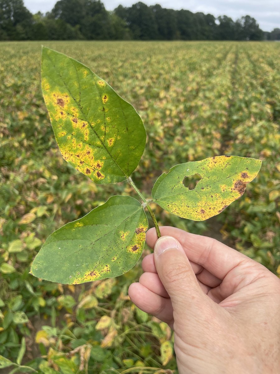 Ed Sikora (@alabamaed) on Twitter photo Septoria brown spot <a href="/CropNetwork/">Crop Protection Network</a> on soya fields in AL. Often in fields that are in continuous soybeans. Symptoms: Brown lesions w/t yellow halo; black pepper spots appear within lesions w/t tendrils of spores oozing out if moist chambered for 24 hrs. Not a yield reducer Septoria brown spot <a href="/CropNetwork/">Crop Protection Network</a> on soya fields in AL. Often in fields that are in continuous soybeans. Symptoms: Brown lesions w/t yellow halo; black pepper spots appear within lesions w/t tendrils of spores oozing out if moist chambered for 24 hrs. Not a yield reducer
