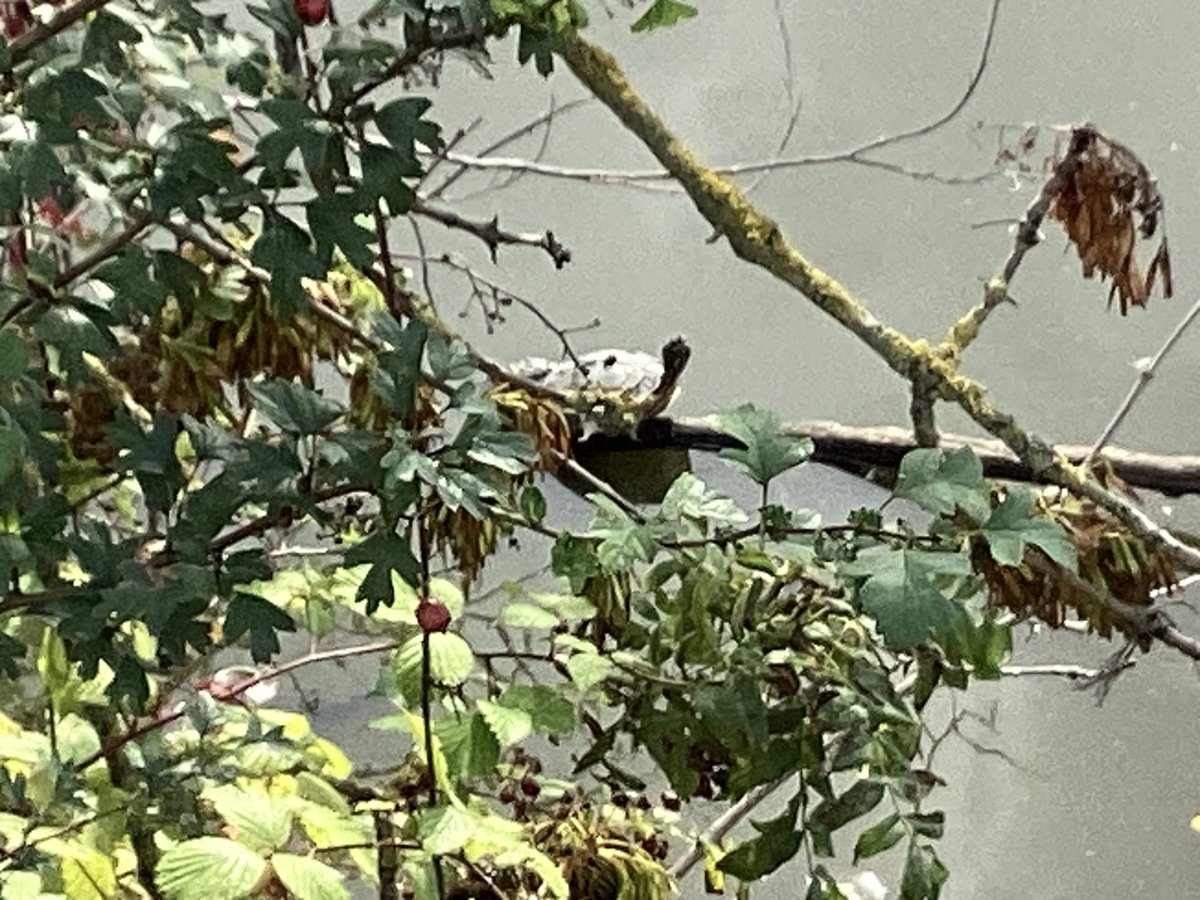 skylark22BHC1's tweet photo. Stopped off at Homebase in #Catford #SE6 for some DIY bits and was delighted to see the heron still on patrol at Peter Panโs Pool. I had thought the turtles were in my imagination but I definitely counted at least seven today! - see pics 3 & 4. @every_heron #turtlefriday https://t.co/zT07NH9BNL