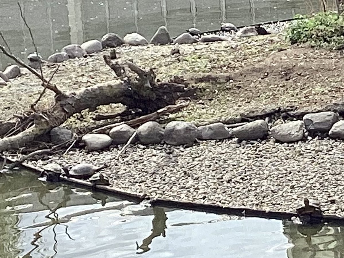 skylark22BHC1's tweet photo. Stopped off at Homebase in #Catford #SE6 for some DIY bits and was delighted to see the heron still on patrol at Peter Panโs Pool. I had thought the turtles were in my imagination but I definitely counted at least seven today! - see pics 3 & 4. @every_heron #turtlefriday https://t.co/zT07NH9BNL