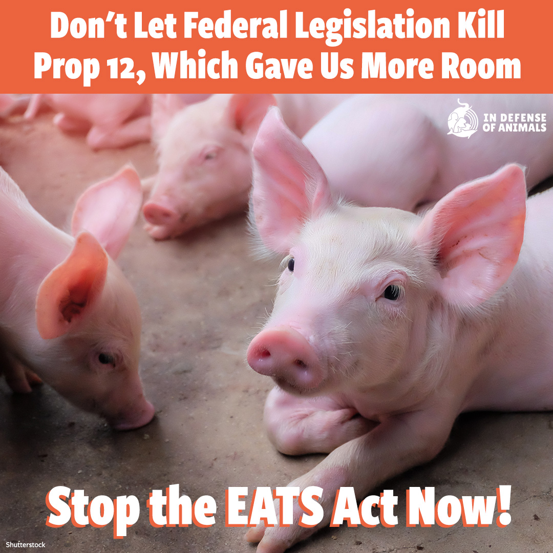 CA's Prop 12, the strongest animal protection law in the country, was upheld by SCOTUS. In response, the animal agriculture industry is pushing back by calling for federal legislation which would undo it & the regulation of state sales.
Take action: bit.ly/47ZK7Rh
