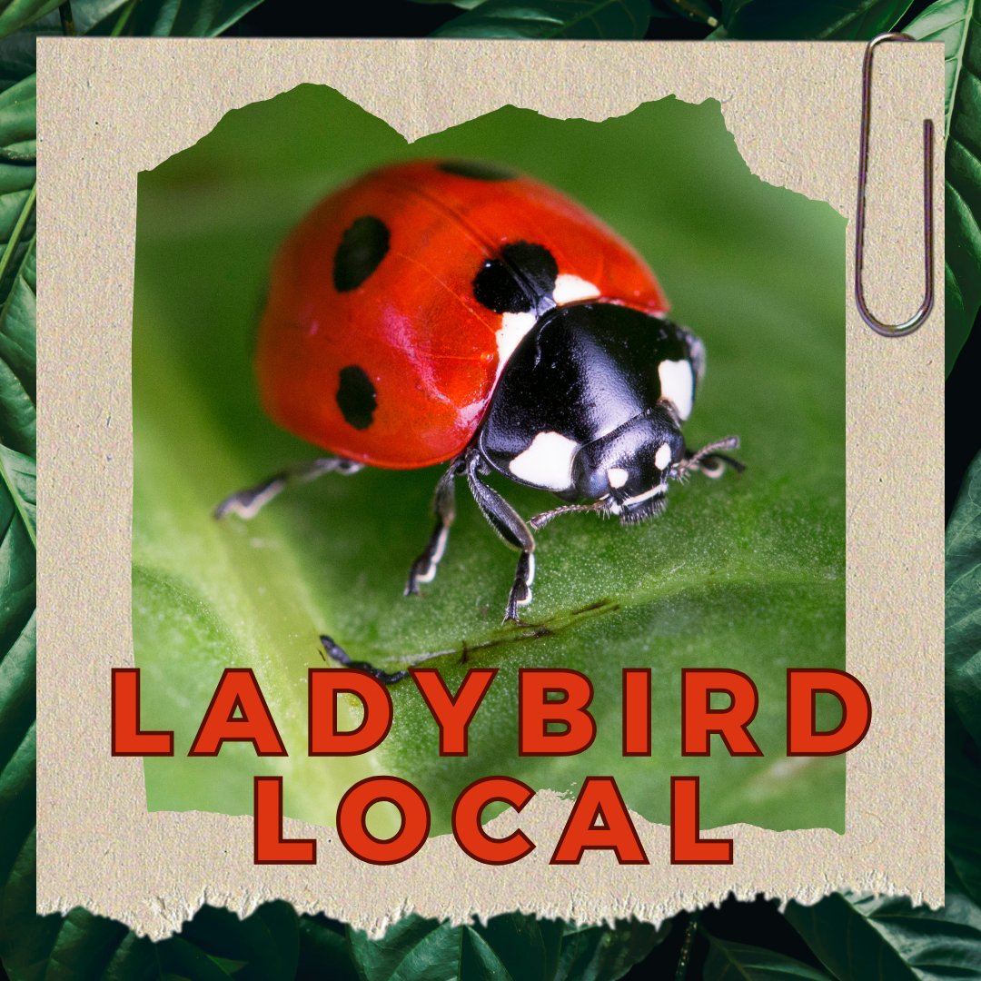 NEW PROJECT: The Ladybird Local 

We have little understanding around #ladybirds &amp; their winter habits, limiting our efforts to conserve them. 

Create a hotel, survey it monthly &amp; contribute towards #UKLadybirdConservation this winter!

thebuzzclub.uk/ladybirdlocal