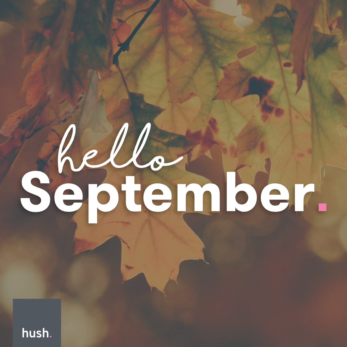 Hush Digital tweet media