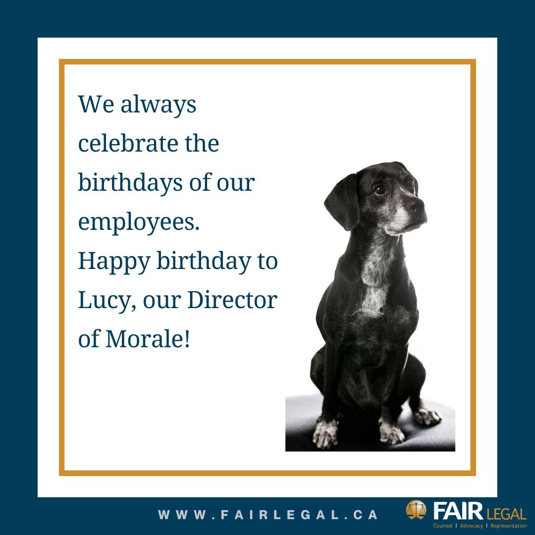 FairLegalAB's tweet photo. Special days are always celebrated in our office!
#calgarylawyer #yyc #calgaryfamilylaw #yyccriminallaw #calgarylitigation #petbirthday #directorofmorale #takeyourdogtowork https://t.co/o80ts6j9a4