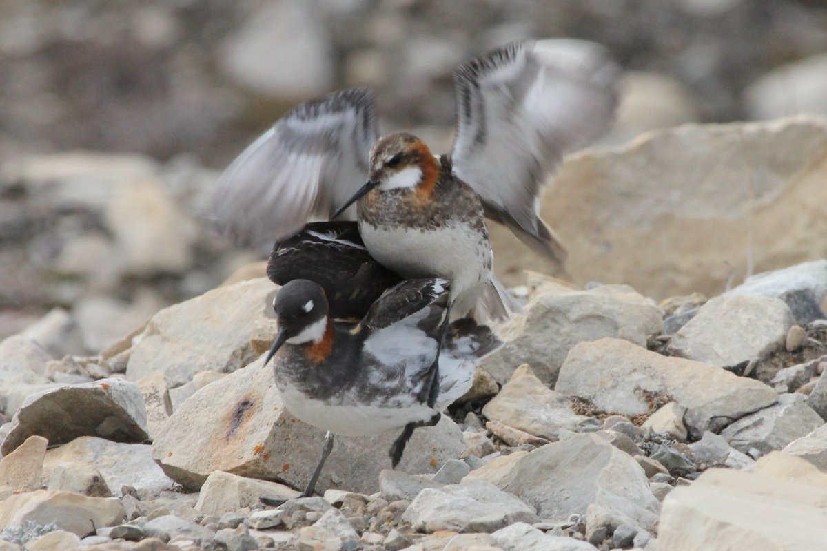 3phalaropes's tweet photo. This may look like phalarope lovin' but it's actually a phalarope fight! While females are normally the fighters in the phalarope world, this male took exception to this female and was driving her away. #PhalaropePhriday #BirdTwitter #SmallButDeadly https://t.co/aqUMoDnrT7