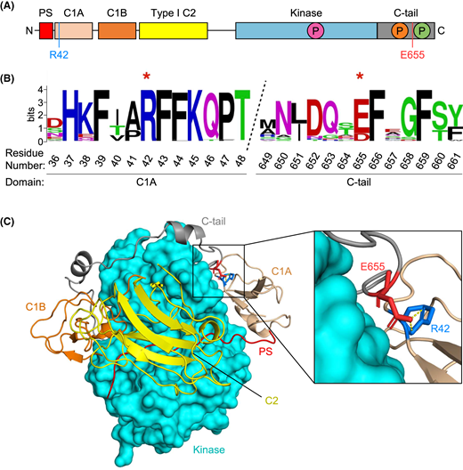 Discover the pivotal role of a single protein kinase C mutation that switches between cancer and neurodegeneration. This research sheds light on critical pathways in disease development. doi.org/10.1042/BCJ202…