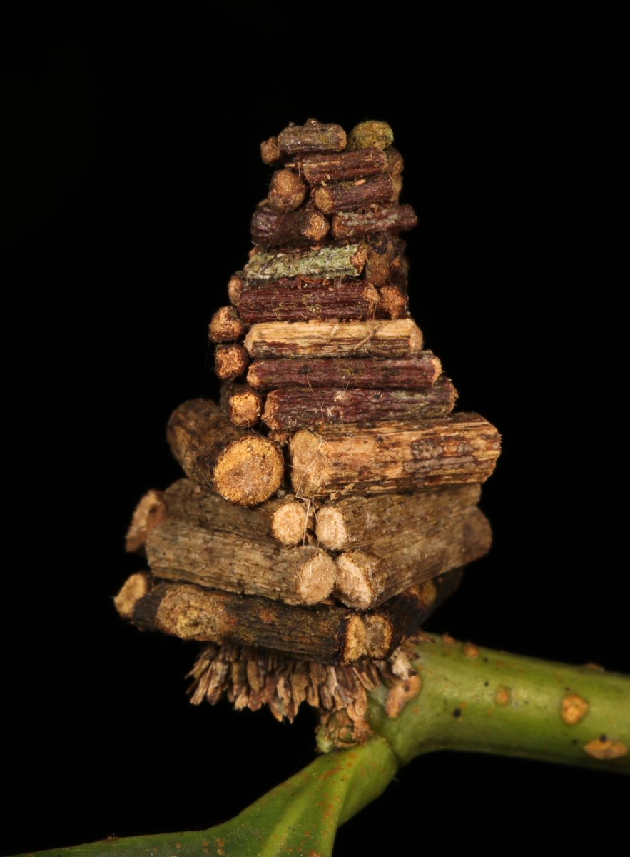 "Log Cabin" Bagworm #Moth #Caterpillar (Psychidae)
Bagworms spend their entire lives within a decorated/disguised silken sleeve. Different species make characteristic structures with specific materials.
flic.kr/p/2cuakEi
#insect #China #Yunnan #entomology #Lepidoptera