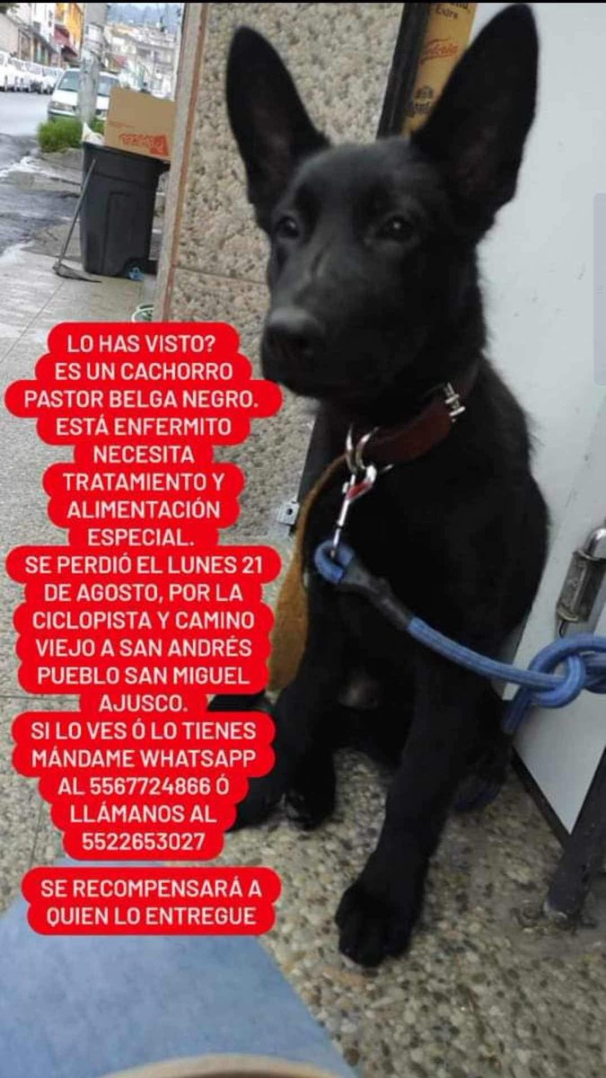 Se busca 🐶