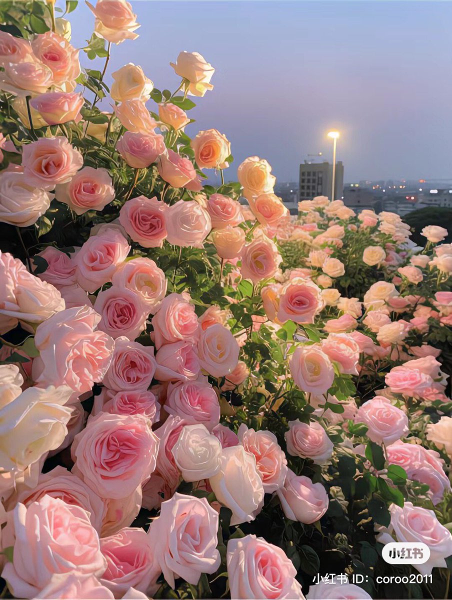 piinkibun's tweet photo. roses <3 https://t.co/MjKLiiKI14