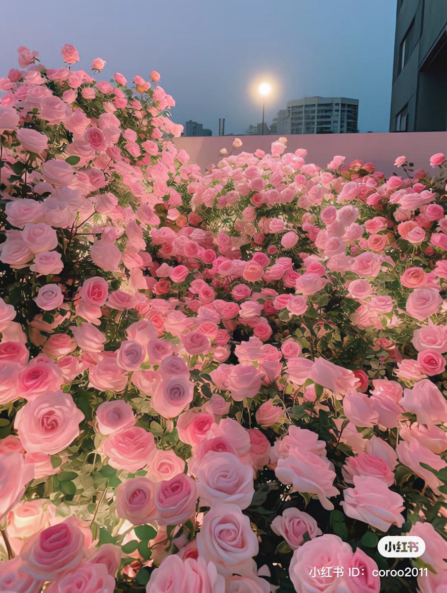 piinkibun's tweet photo. roses <3 https://t.co/MjKLiiKI14
