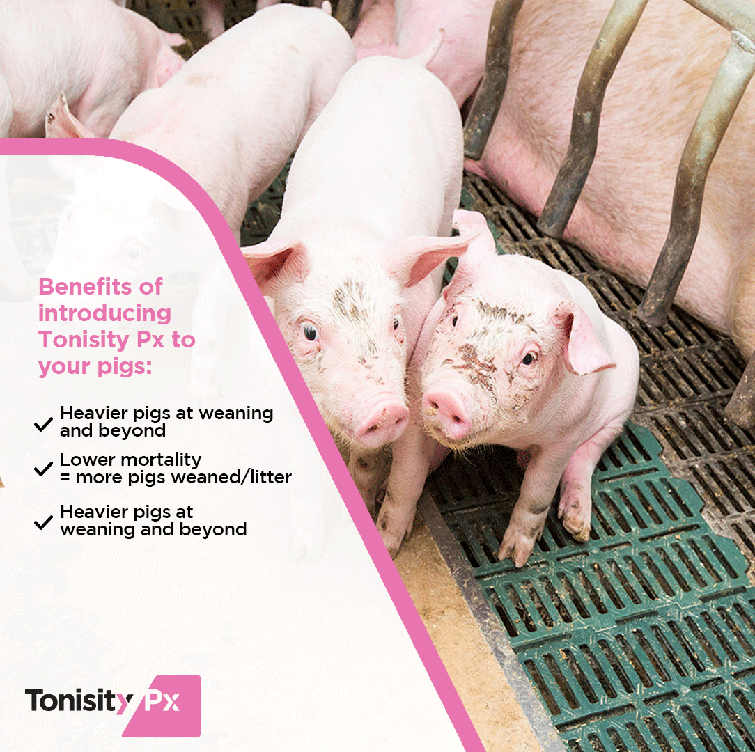 GetTonisity's tweet photo. Worldwide studies illustrate the efficiency and effectiveness of Tonisity Px. 👉 Visit our website to see more: https://t.co/rXNwUM2n6t

#tonisity #tonisitypx #tonisitypigs #porkfarm https://t.co/ba45EFXGfO