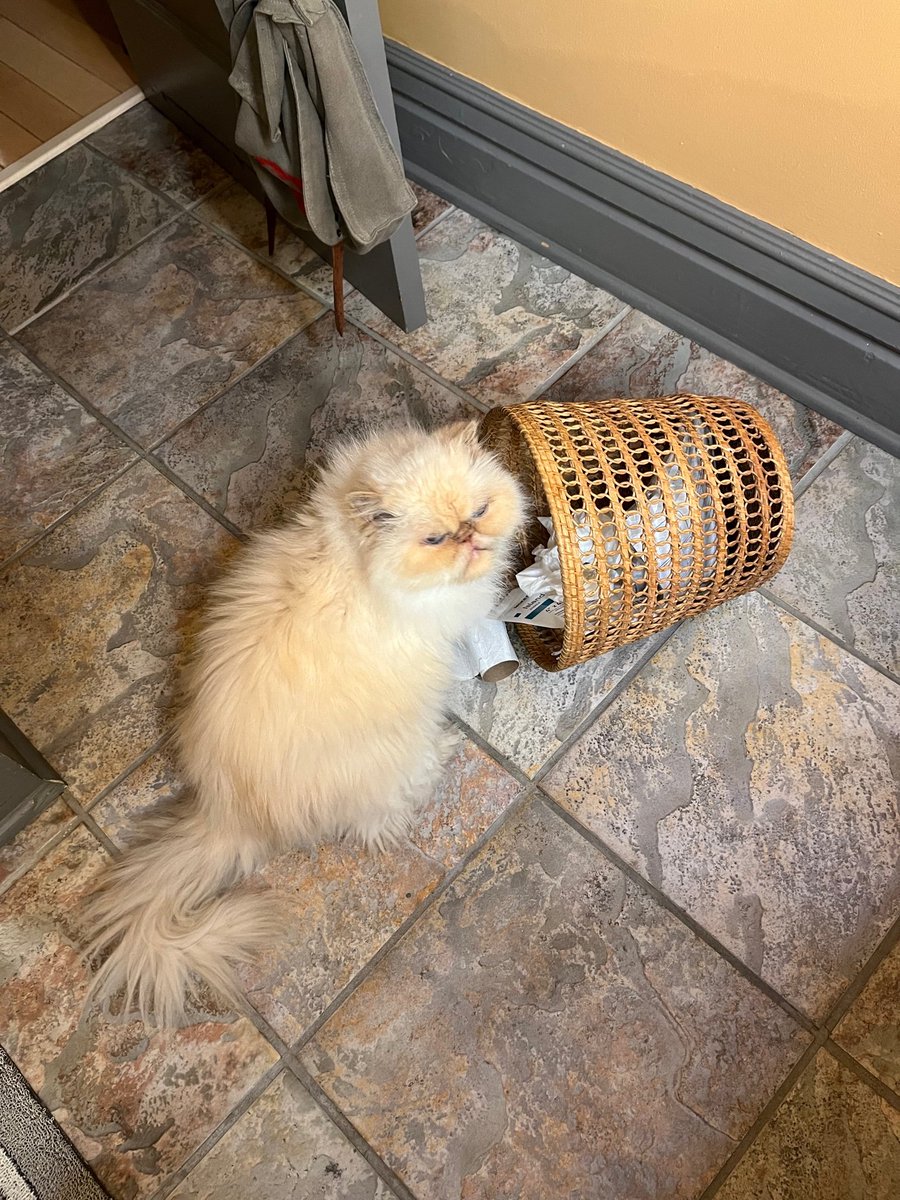 Kathlee54272830's tweet photo. Homer here-well it's #TrashCanFriday and the start of a long weekend. Me hasn't done this in a while so tipped it over while Mommy was getting ready. Frens, go ahead and tip something over today😻 https://t.co/JotjuYDop9