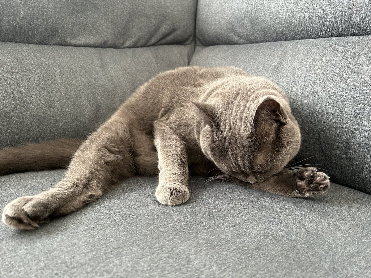 ramupon159484's tweet photo. 開脚は得意。
#猫好きさんと繋がりたい
#猫のいる暮らし
#ブリティッシュショートヘア
#新体操部 https://t.co/BZBqmYMBuK