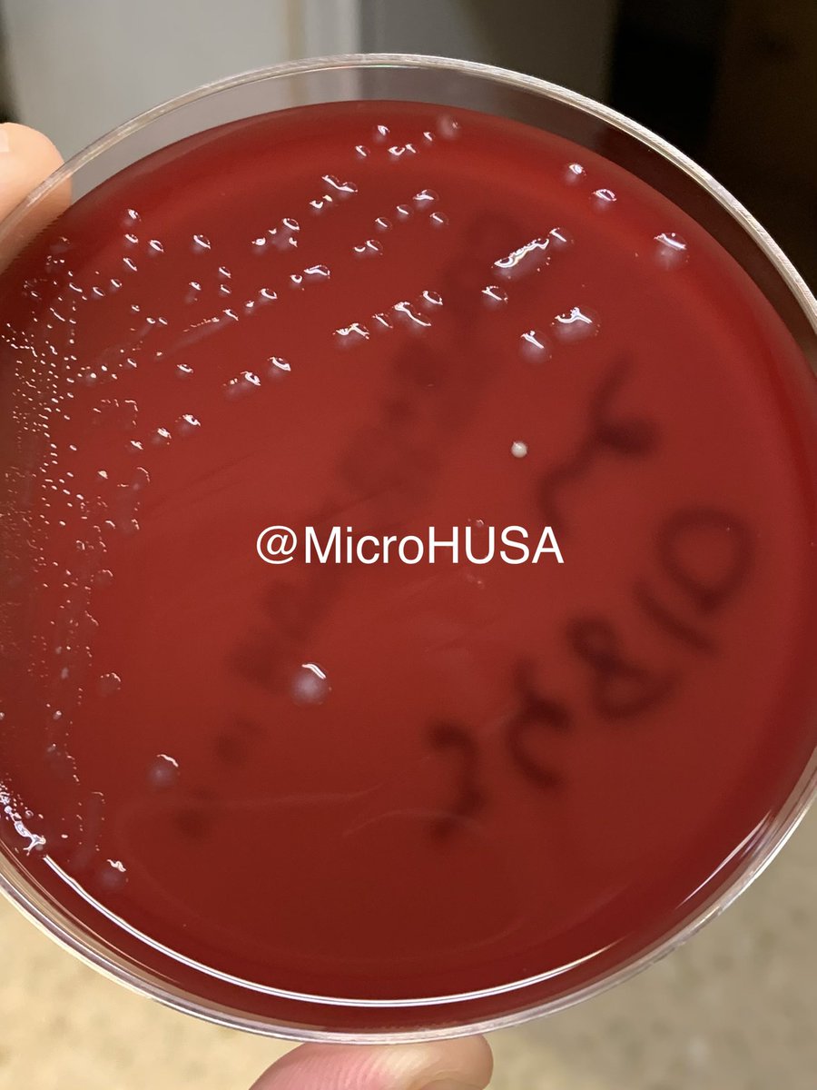 Pac con AP de Ca de recto. Acude por dificultad respiratoria. Rx: se observan infiltrados difusos. 🩻 

Hemocultivos positivos a las 53h. Se aisla el siguiente microorganismo. 🧫

El paciente fallece durante el ingreso. 

C. neoformans 🦠

#FungalFriday #microbiology #IDTwitter