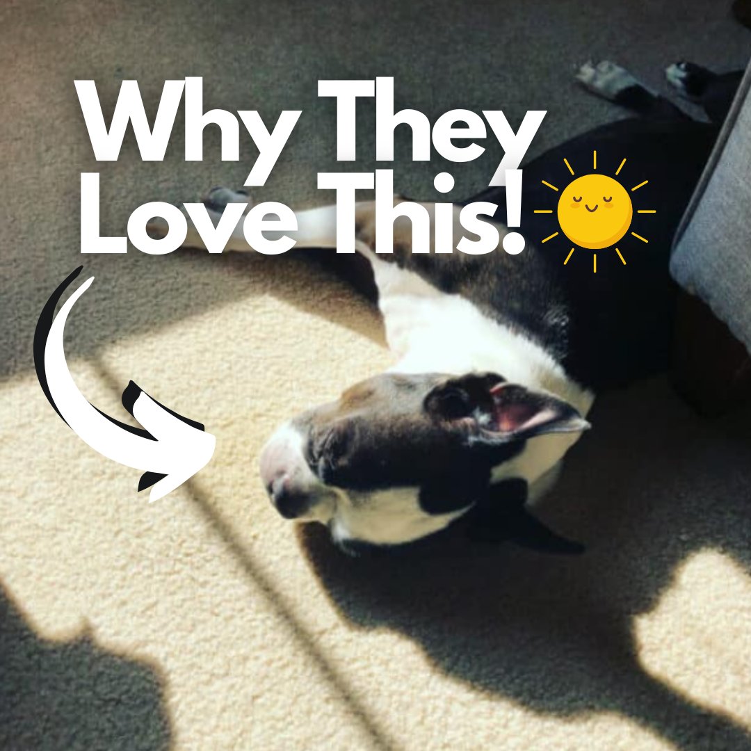97% of Boston Terriers LOVE laying in the sun. Here are 15 Scientific and Not So Scientific reasons why! 👉 bostonterriersociety.com/why-bostons-la…