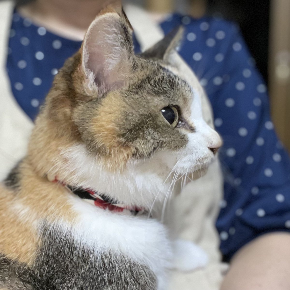 mina_mya's tweet photo. Today, I dreamed of Mikeko for the first time. As usual She rubbed her face against my face. I’m too happy💕Thank you❣️
#cat #猫 #ねこ #ぬこ #コタミケフー #ミケコ #Mikeko #ミケたん #永遠の16歳 #童顔猫 #catstagram #にゃんすたぐらむ
https://t.co/2U2M1fm7FF https://t.co/jTHxsraJyZ