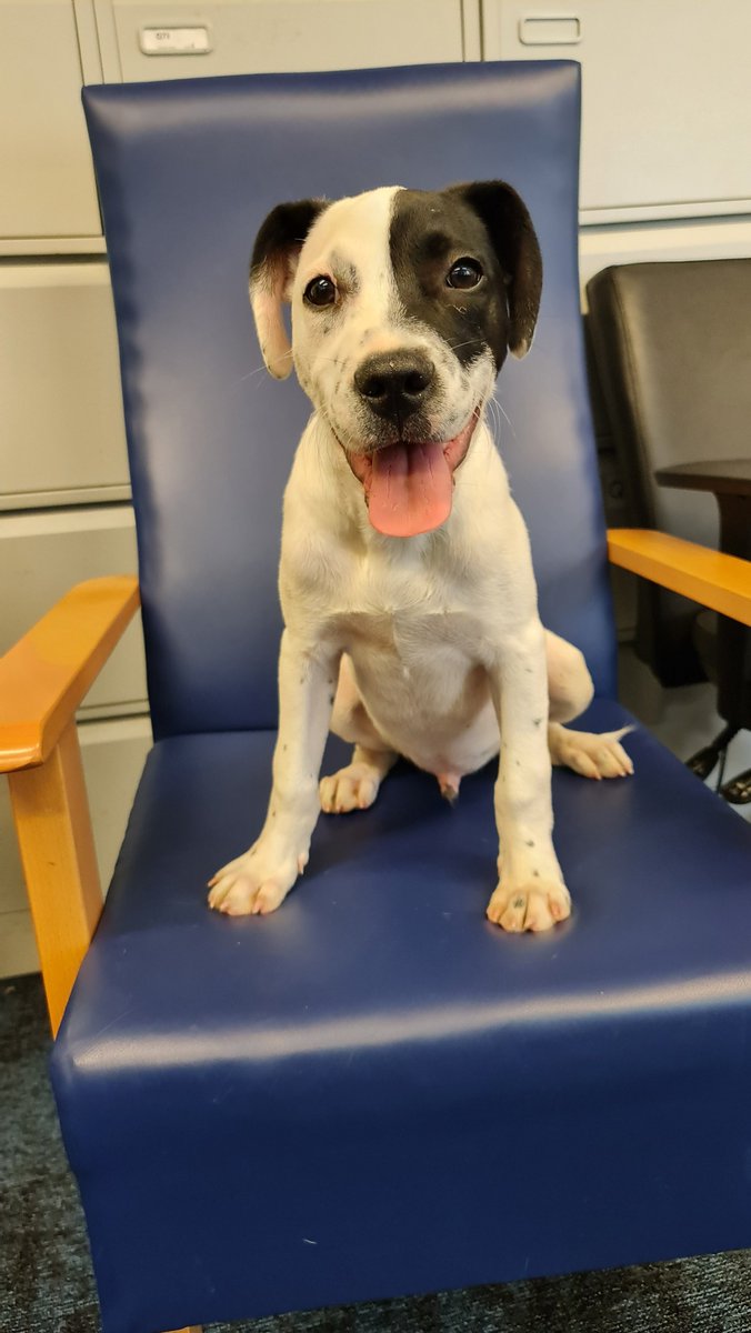 This fellow has certainly gotten into a spot of bother! He was found in the Liffey Valley Shopping Centre Car Park on his lonesome earlier today.

We're looking for his owner, if this gentleman belongs to you, please contact Ronanstown Garda Station at (01) 666 7700.

#HereToHelp
