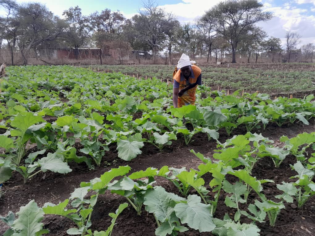 nutriactionzim's tweet photo. Community gardens play a crucial role in enhancing food security and dietary diversity for households. More than 300 families in Mwenezi and Chiredzi are enjoying nutritious vegetables from gardens supported under the BHA funded #IntegratedLivelihoodsproject. https://t.co/koI0fLG9Hj
