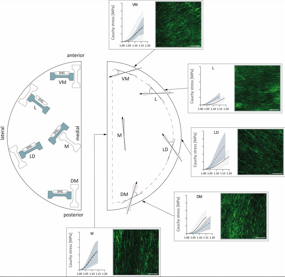 Justyna Niestrawska and Co-authors show how structure and mechanics vary throughout different locations at the healthy #human dura mater.

#softTissueBiomechanics #biomechanics

sciencedirect.com/science/articl…