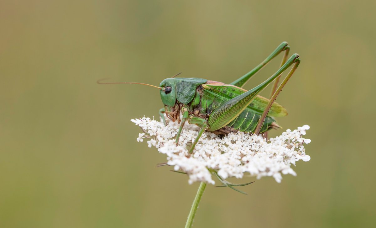 Great to be able to show @lisagsaw a rare Wart-biter Cricket on the South Downs recently. A wonderful species of Cricket. @sdnpa @SussexWildlife