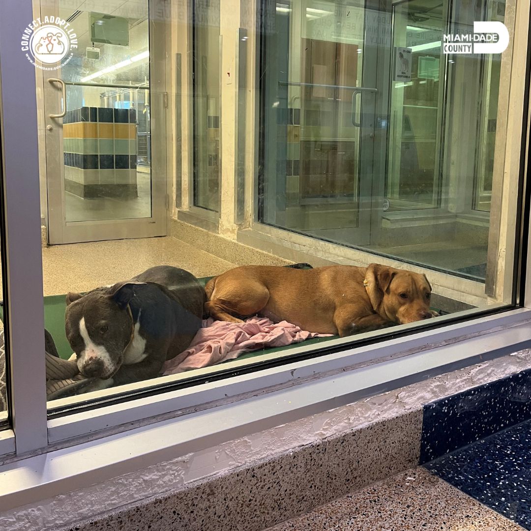 AdoptMiamiPets's tweet photo. Our shelter pets need your help! We're seeking donations of cot beds to provide them with a comfy place to rest. Help make their dreams come true by clicking the link below and checking out our Amazon Wishlist! 🐶 🐾 🛏️ ❤️ https://t.co/2TuW0HL5CA