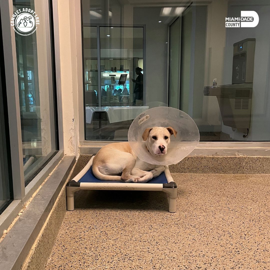 AdoptMiamiPets's tweet photo. Our shelter pets need your help! We're seeking donations of cot beds to provide them with a comfy place to rest. Help make their dreams come true by clicking the link below and checking out our Amazon Wishlist! 🐶 🐾 🛏️ ❤️ https://t.co/2TuW0HL5CA