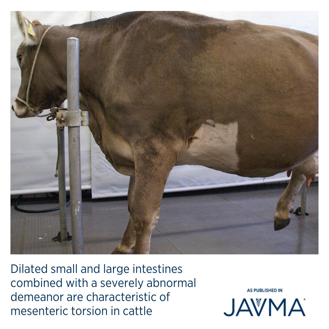 AVMAJAVMA's tweet photo. Dilated small and large intestines (spiral colon, cecum) combined with a severely abnormal demeanor and tachycardia are characteristic findings in cows with mesenteric torsion: https://t.co/QZexhsw1XA @ACVIM @AABP2015 #cattle #smallintestine #largeintestine #mesenterictorsion https://t.co/Y1vSNZYnaI