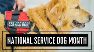 BarkDirty's tweet image. 🐾 Saluting our extraordinary K9 pals this month! Let's honor these incredible heroes who have been by our side, supporting us every single day. It's National Service Dog Month! 🐾 #NationalServiceDogMonth #K9Heroes #PawsomePals #fyp