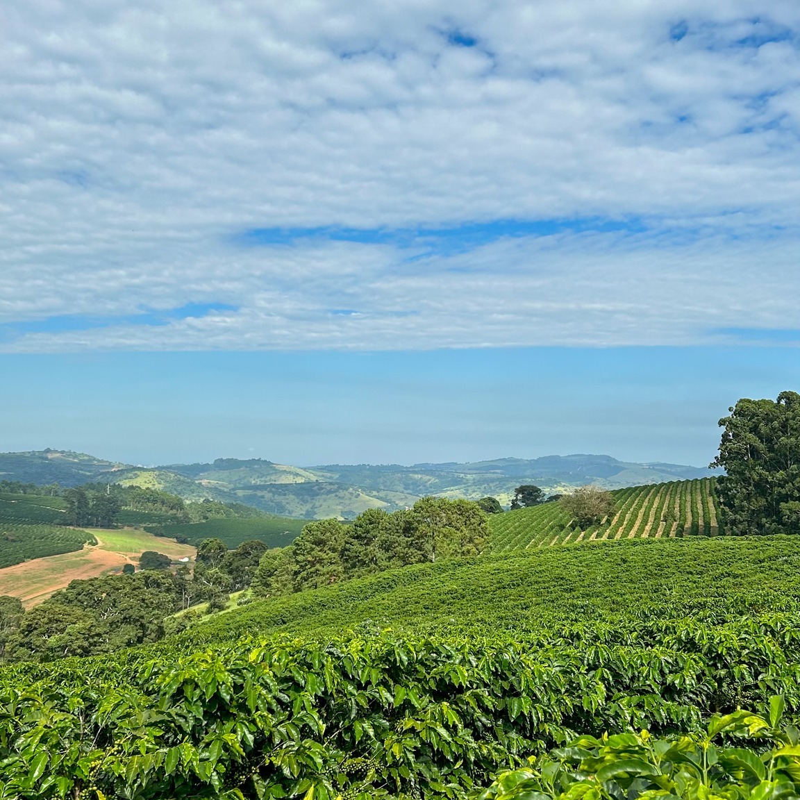 Lost Sheep Coffee™ tweet media