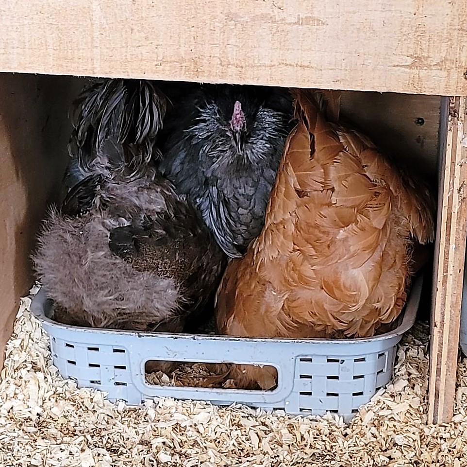 sandyconnolly's tweet photo. Happy #Friday!!
#FluffyButts
#BackyardChickens
#WindsorVT https://t.co/zNnereV5VC