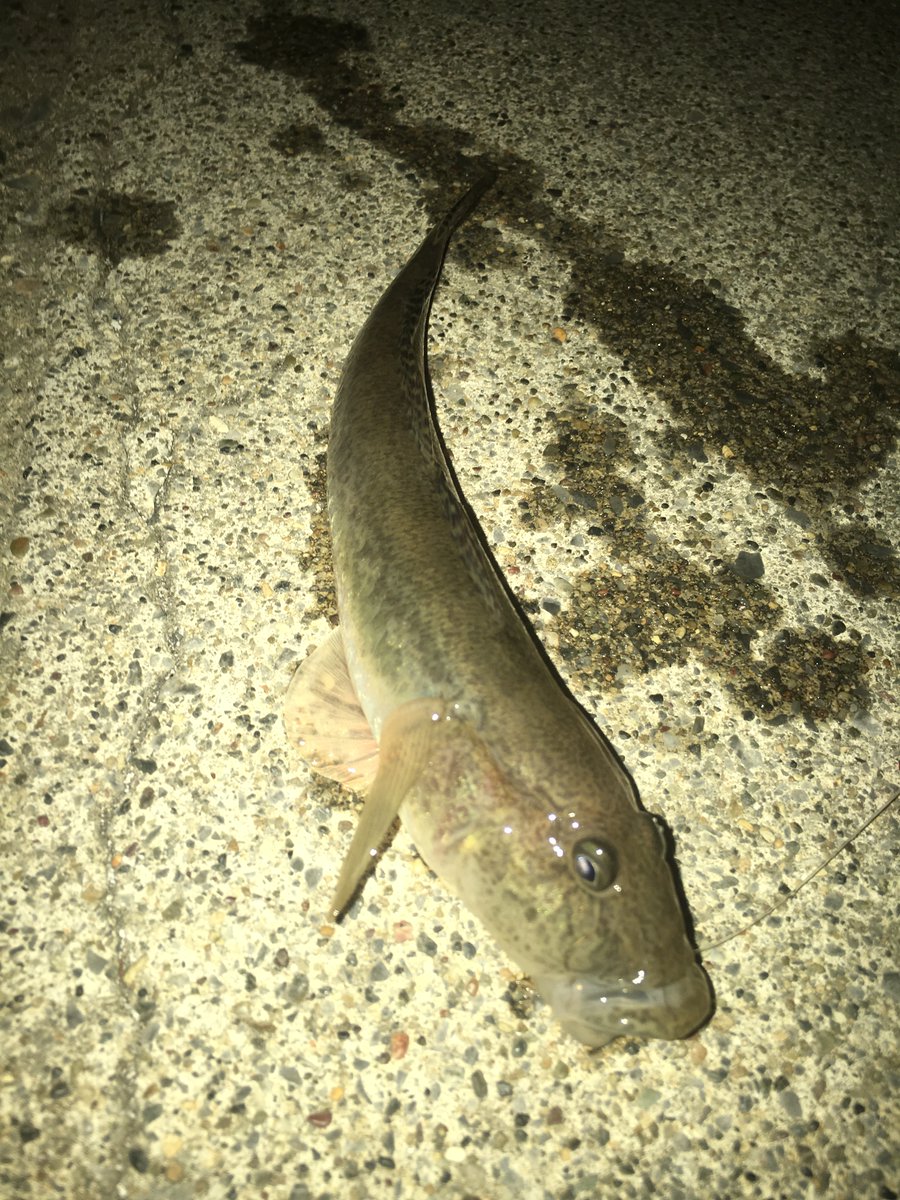 FishMining's tweet photo. memories

#fishing https://t.co/ZZ9V9DWaRD