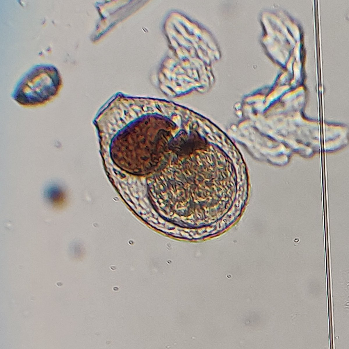 Callum Robert Clifford Evans tweet media