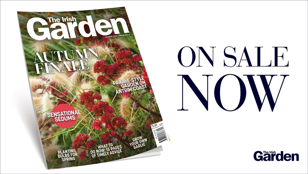 In our Autumn issue, now on sale, we savour the joy a well-planted garden can provide into autumn. Berries, seedheads, and glowing leaves complement late flowers to create unparalleled beauty & colour. Pick up your copy today or subscribe: eu1.hubs.ly/H05b7NT0
