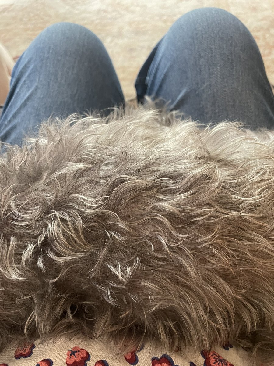 Day off. Under a dog. Bliss.