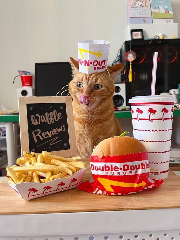 cats with jobs 🛠 (@catworkers) on Twitter photo 