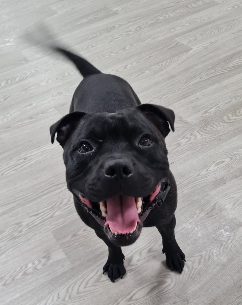 Look at my speedy tail! Almost ready for take-off!