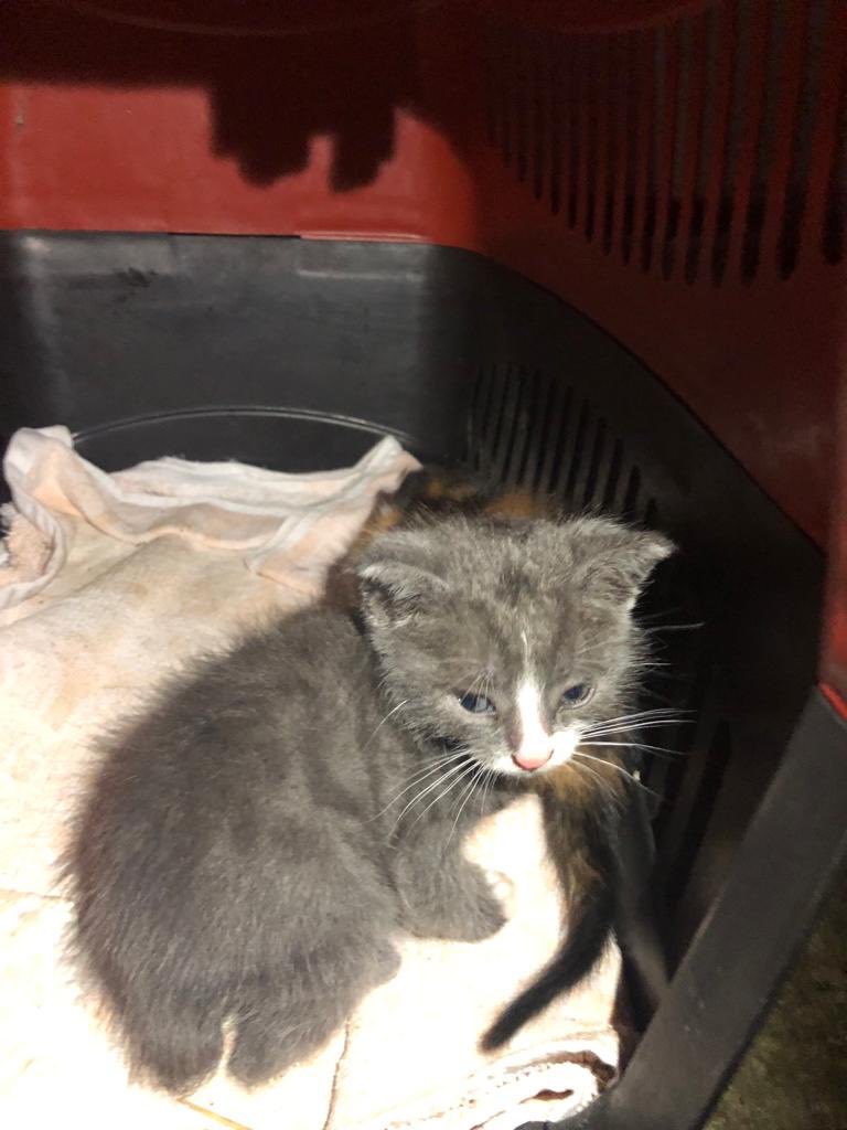 Merhaba, annesi scotish olan bu bebegi evlat edinmek istiyoruz. ciddi talipler yazabilir ♥️ Istanbul/Izmir Yuva 🏡 #yavrukedi #istanbulkedi #istanbul #kedi