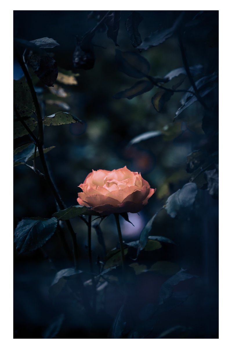 MadhavanAjin's tweet photo. #canon #photograghy #rose https://t.co/ip4euqjEIH