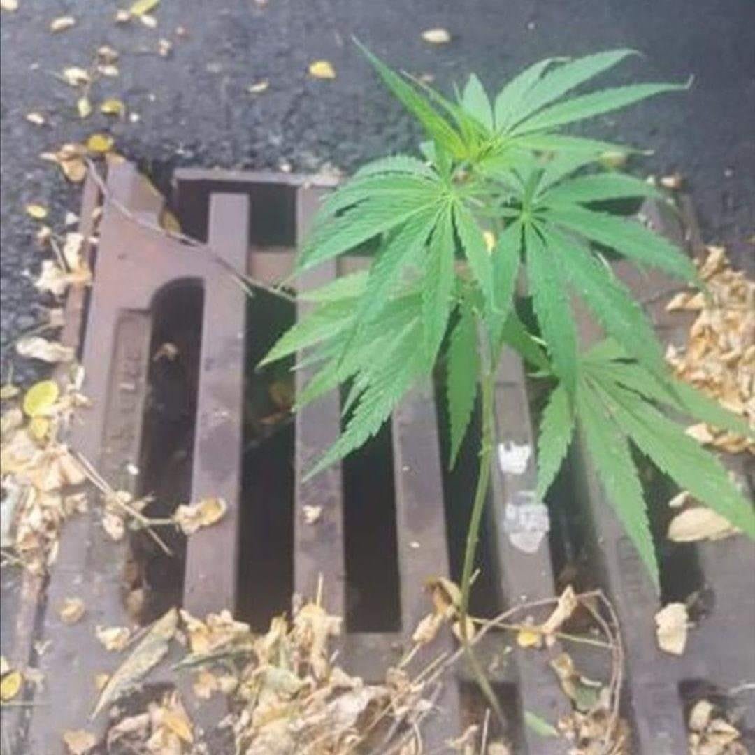 Resilience! 💪🌿 

#cannabis #legalizeIt #weedmob