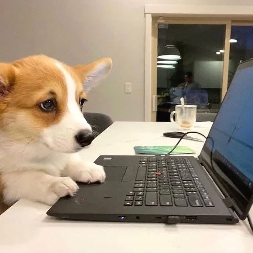 corgi_fans's tweet photo. https://t.co/nr3YzUfqb1