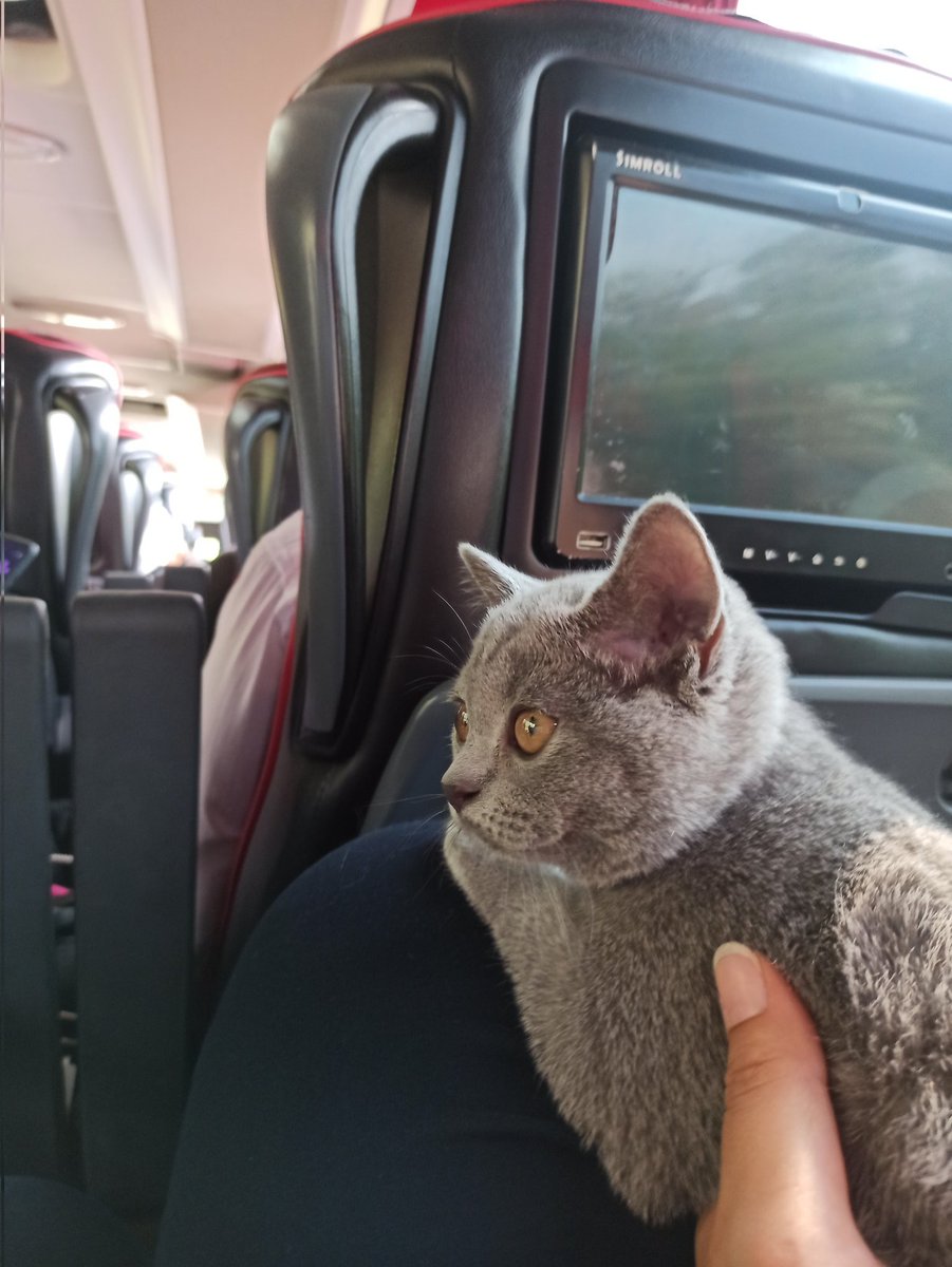 bsrakaraoglu19's tweet image. Tatilimis bittiii artık eve gitme vaktisiii 😺
Gidiş ve dönüş yolculuğum da bana sponsor olan #efetur ailesine ve yolculuk sırasında birazcıkta olsa annemin kucağında yolculuk yapmama izin veren abilerime teşekkür ederim 😻
- Kaju bebek 🧡
