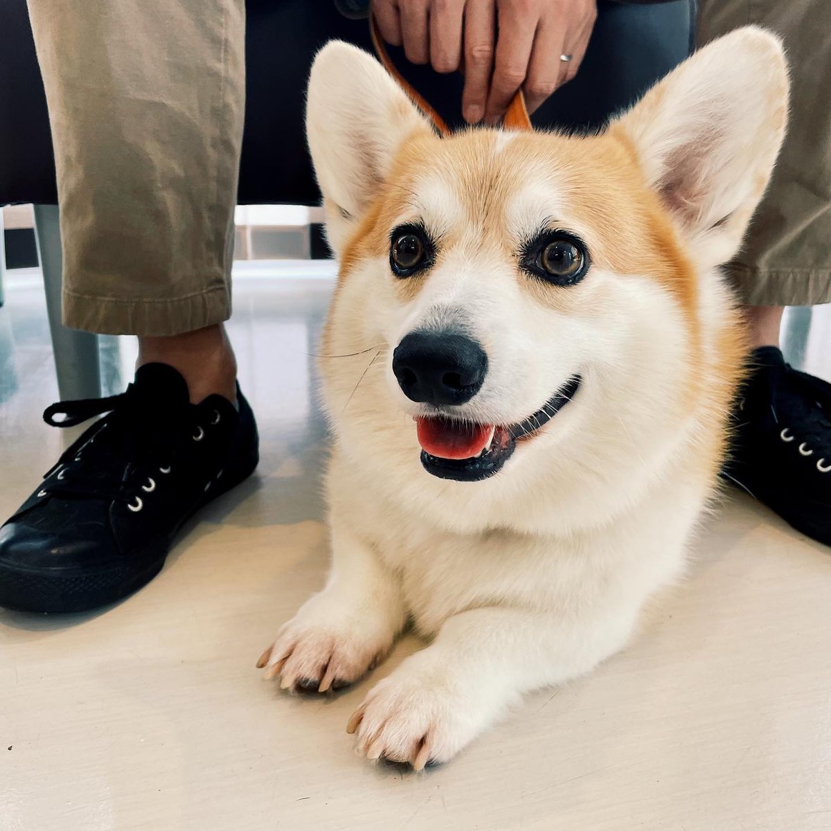 corgi_fans's tweet photo. https://t.co/Nhyy52H6YN