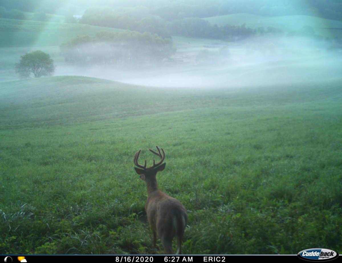 Trail_Cams's tweet photo. https://t.co/IJSyJvPGep