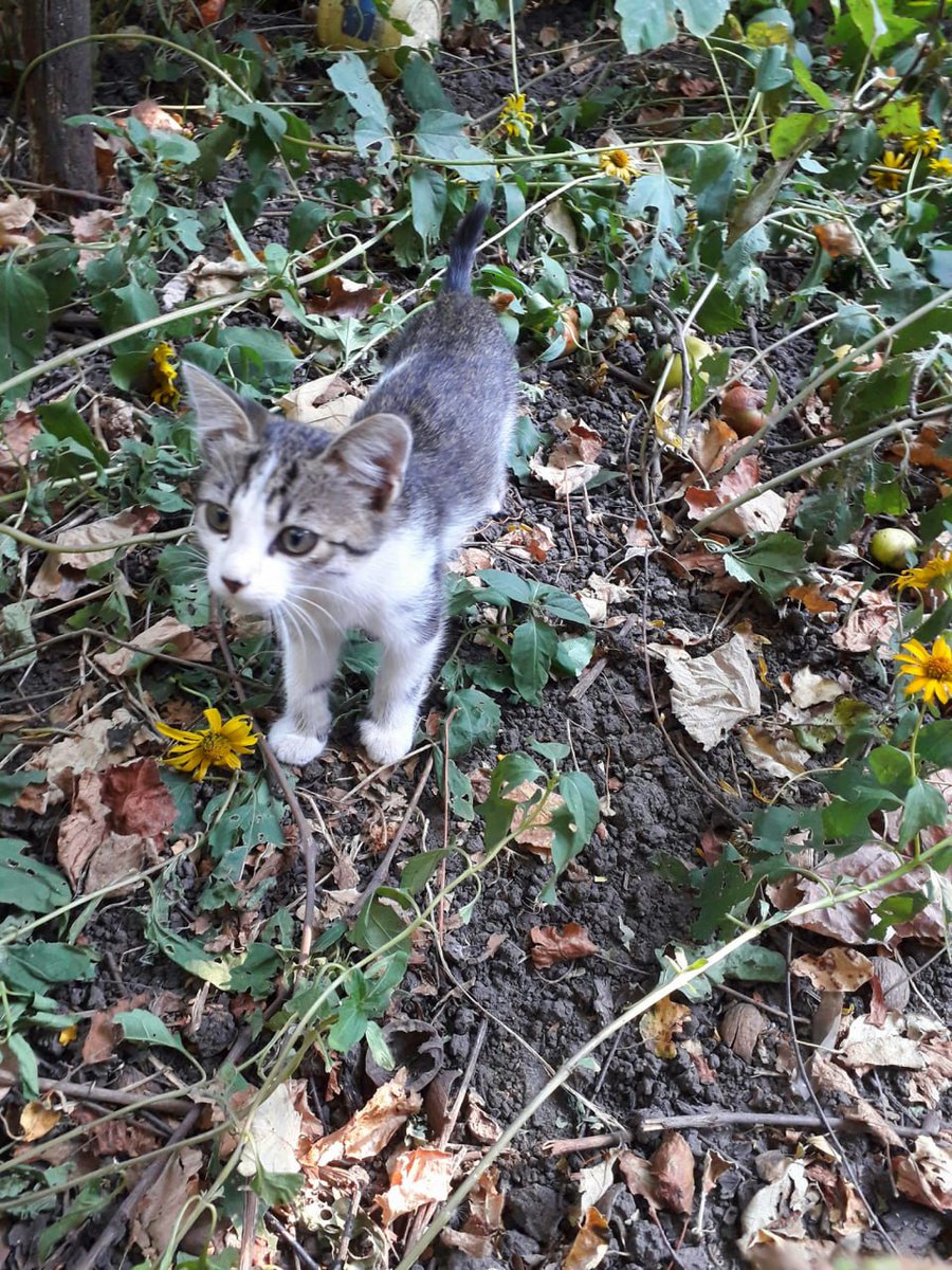 nanamicant's tweet photo. Київ! Може хтось хоче кошеня? Дивіться які сонечки
З інших міст теж пишіть, може привезуть https://t.co/MPrNA21BHo